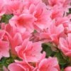 Coral Bells Azalea - 2 Gallon Pot 1 Coral Bells Azalea - 2 Gallon Pot -Azaleas Store Azalea Coral Bells 1 500x750 1