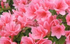 Coral Bells Azalea - 2 Gallon Pot -Azaleas Store Azalea Coral Bells