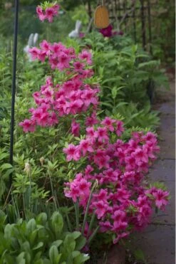 Orchid Showers Deja Bloom Azalea - 1 Gallon Pot 9 Orchid Showers Deja Bloom Azalea - 1 Gallon Pot -Azaleas Store Azalea Deja Bloom Orchid Showers 5