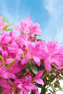 Pink Ribbons Deja Bloom Azalea - 1 Gallon Pot -Azaleas Store Azalea Deja Bloom Pink Ribbons 4