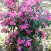 Pink Ribbons Deja Bloom Azalea - 1 Gallon Pot 2 Pink Ribbons Deja Bloom Azalea - 1 Gallon Pot -Azaleas Store Azalea Deja Bloom Pink Ribbons 7