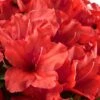 Red Tiara Deja Bloom Azalea - 1 Gallon Pot -Azaleas Store Azalea Deja Bloom Red Tiara 2