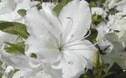 Delaware Valley White Azalea - 1 Gallon Pot 11 Delaware Valley White Azalea - 1 Gallon Pot -Azaleas Store Azalea Delaware Valley White 2