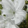 Delaware Valley White Azalea - 1 Gallon Pot 1 Delaware Valley White Azalea - 1 Gallon Pot -Azaleas Store Azalea Delaware Valley White 500x750 1