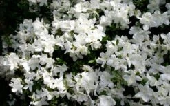 Delaware Valley White Azalea - 1 Gallon Pot 12 Delaware Valley White Azalea - 1 Gallon Pot -Azaleas Store Azalea Deleware Valley White Bloom