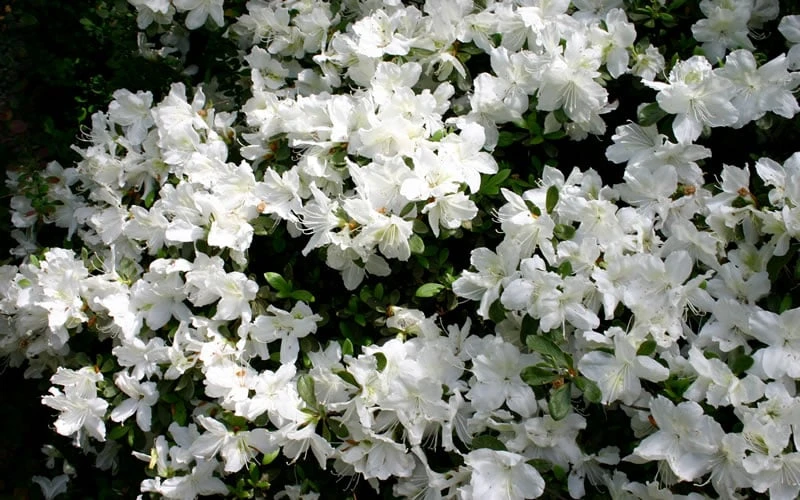 Delaware Valley White Azalea - 1 Gallon Pot 7 Delaware Valley White Azalea - 1 Gallon Pot - Image 5