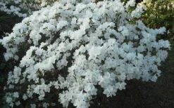 Delaware Valley White Azalea - 1 Gallon Pot 13 Delaware Valley White Azalea - 1 Gallon Pot -Azaleas Store Azalea Deleware Valley White Landscape