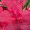Autumn Jewel Encore Azalea - 1 Gallon Pot 2 Autumn Jewel Encore Azalea - 1 Gallon Pot -Azaleas Store Azalea Encore Autumn Jewel