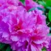 Autumn Majesty Encore Azalea - 6 Pack Of 1 Gallon Pots -Azaleas Store Azalea Encore Autumn Majesty 10
