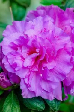 Autumn Majesty Encore Azalea - 6 Pack Of 1 Gallon Pots 12 Autumn Majesty Encore Azalea - 6 Pack Of 1 Gallon Pots -Azaleas Store Azalea Encore Autumn Majesty 12