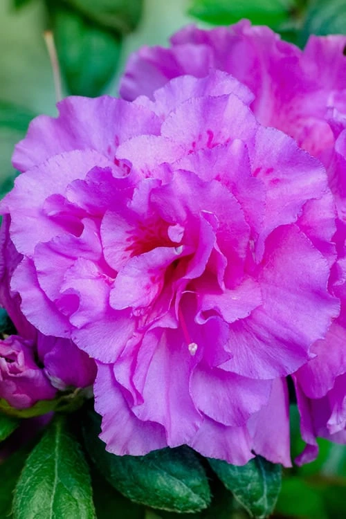 Autumn Majesty Encore Azalea - 6 Pack Of 1 Gallon Pots 7 Autumn Majesty Encore Azalea - 6 Pack Of 1 Gallon Pots - Image 5