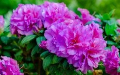 Autumn Majesty Encore Azalea - 6 Pack Of 1 Gallon Pots 11 Autumn Majesty Encore Azalea - 6 Pack Of 1 Gallon Pots -Azaleas Store Azalea Encore Autumn Majesty 13