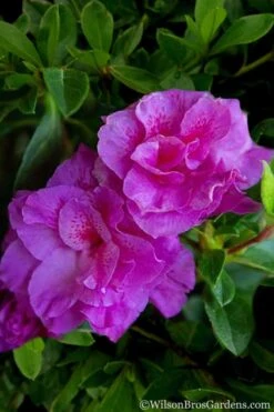 Autumn Majesty Encore Azalea - 6 Pack Of 1 Gallon Pots 13 Autumn Majesty Encore Azalea - 6 Pack Of 1 Gallon Pots -Azaleas Store Azalea Encore Autumn Majesty 5