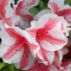 Autumn Starburst Encore Azalea - 6 Pack Of 1 Gallon Pots 2 Autumn Starburst Encore Azalea - 6 Pack Of 1 Gallon Pots -Azaleas Store Azalea Encore Autumn Starburst
