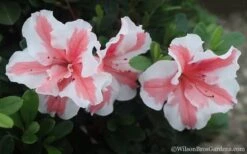 Autumn Starburst Encore Azalea - 6 Pack Of 1 Gallon Pots 9 Autumn Starburst Encore Azalea - 6 Pack Of 1 Gallon Pots -Azaleas Store Azalea Encore Autumn Starburst 2