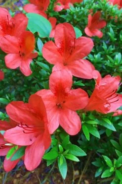 Flame Creeper Dwarf Spreading Azalea - 6 Pack Of 1 Gallon Pots -Azaleas Store Azalea Flame Creeper 11