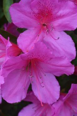 Formosa Southern Indica Azalea - 1 Gallon Pot -Azaleas Store Azalea Formosa 500x750 1