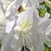 Mrs. G.G. Gerbing White Southern Indica Azalea - 3 Gallon Pot 1 Mrs. G.G. Gerbing White Southern Indica Azalea - 3 Gallon Pot -Azaleas Store Azalea G G Gerbing 500x750 1