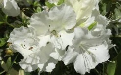 Girard's Pleasant White Azalea - 1 Gallon Pot -Azaleas Store Azalea Girards Pleasant White