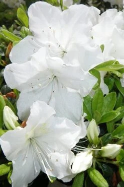 Girard's Pleasant White Azalea - 1 Gallon Pot -Azaleas Store Azalea Girards Pleasant White 500x750 1