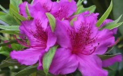 Herbert Azalea - 6 Pack Of 1 Gallon Pots 10 Herbert Azalea - 6 Pack Of 1 Gallon Pots -Azaleas Store Azalea Herbert