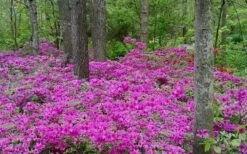 Herbert Azalea - 6 Pack Of 1 Gallon Pots 11 Herbert Azalea - 6 Pack Of 1 Gallon Pots -Azaleas Store Azalea Herbert 5