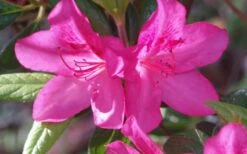 Judge Solomon Southern Indica Azalea - 3 Gallon Pot 8 Judge Solomon Southern Indica Azalea - 3 Gallon Pot -Azaleas Store Azalea Judge Solomon 50