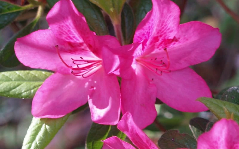 Judge Solomon Southern Indica Azalea - 3 Gallon Pot 5 Judge Solomon Southern Indica Azalea - 3 Gallon Pot - Image 3