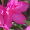 Judge Solomon Southern Indica Azalea - 3 Gallon Pot -Azaleas Store Azalea Judge Solomon 500x750 1