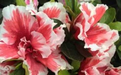 Mardi Gras Southern Indica Azalea - 6 Pack Of 1 Gallon Pots 9 Mardi Gras Southern Indica Azalea - 6 Pack Of 1 Gallon Pots -Azaleas Store Azalea Mardi Gras 2