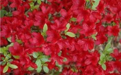 Midnight Flare Azalea - 2 Gallon Pot -Azaleas Store Azalea Midnight Flare 1