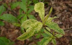Dons Variegated Native Azalea - Rhododendron - 3 Gallon Pot 10 Dons Variegated Native Azalea - Rhododendron - 3 Gallon Pot -Azaleas Store Azalea Native Dons Variegated 3