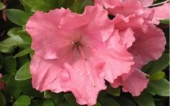 Gumpo Pink Dwarf Azalea - 1 Gallon Pot -Azaleas Store Azalea Pink Gumpo