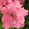 Gumpo Pink Dwarf Azalea - 1 Gallon Pot -Azaleas Store Azalea Pink Gumpo 500x750 1