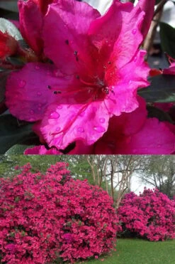 Red Formosa Azalea - 1 Gallon Pot -Azaleas Store Azalea Red Formosa 1 500x750 1