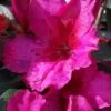 Red Formosa Azalea - 1 Gallon Pot -Azaleas Store Azalea Red Formosa 5