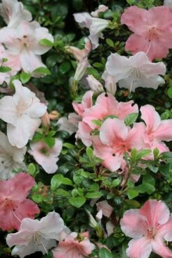 Sir Robert Dwarf Azalea - 1 Gallon Pot 12 Sir Robert Dwarf Azalea - 1 Gallon Pot -Azaleas Store Azalea Sir Robert 12