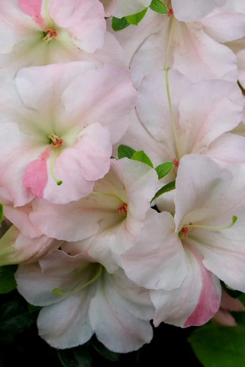 Sir Robert Dwarf Azalea - 1 Gallon Pot 6 Sir Robert Dwarf Azalea - 1 Gallon Pot - Image 4