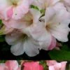 Sir Robert Dwarf Azalea - 1 Gallon Pot -Azaleas Store Azalea Sir Robert 3 500x750 1