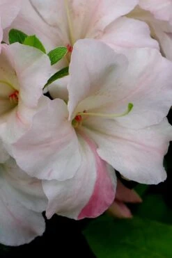 Sir Robert Dwarf Azalea - 1 Gallon Pot 13 Sir Robert Dwarf Azalea - 1 Gallon Pot -Azaleas Store Azalea Sir Robert 5