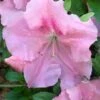 Watchet Dwarf Pink Azalea - 1 Gallon Pot -Azaleas Store Azalea Watchet 2