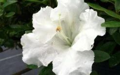 Gumpo White Dwarf Azalea - 2 Gallon Pot 9 Gumpo White Dwarf Azalea - 2 Gallon Pot -Azaleas Store Azalea White Gumpo