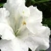 Gumpo White Dwarf Azalea - 2 Gallon Pot -Azaleas Store Azalea White Gumpo 500x750 1
