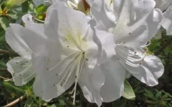 Mrs. G.G. Gerbing White Southern Indica Azalea - 7 Gallon Pot -Azaleas Store Azlea GG Gerbing Flower 1