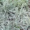 Aztec Grass - Liriope Muscari - 1 Gallon Pot -Azaleas Store Aztec Grass 500x750 1