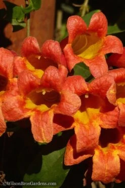 Tangerine Beauty Crossvine Bignonia - 5 Gallon Pot -Azaleas Store Bignonia Tangerine Beauty 20
