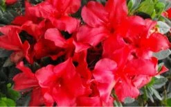 Fireside Red Bloom 'N Again Azalea - 2 Gallon Pot -Azaleas Store Bloom N Again Azalea Fireside Red