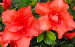 Orange Frost Bloom 'N Again Azalea - 1 Gallon Pot -Azaleas Store Bloom N Again Azalea Orange Frost