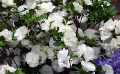Snowball Bloom 'N Again Azalea - 6 Pack Of 1 Gallon Pots -Azaleas Store Bloom N Again Azalea Snowball 1