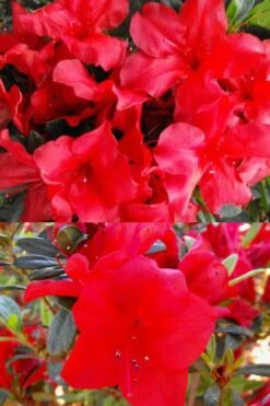 Fireside Red Bloom 'N Again Azalea - 2 Gallon Pot -Azaleas Store Bloom N Again Fireside Red 1 500x750 1